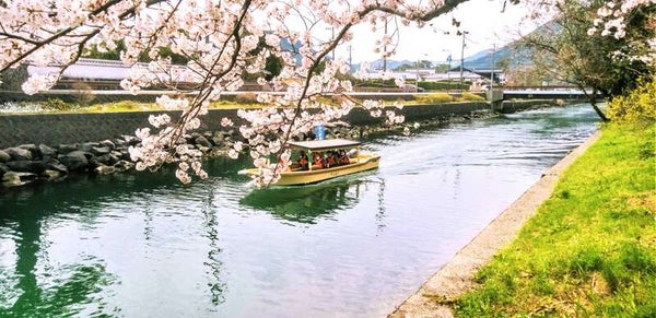 【岩国・玖珂発】 萩八景お花見遊覧と山口3つの桜めぐり 日帰り2